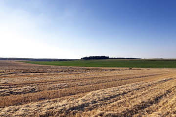 Fototapeta na wymiar farm field cereals