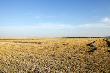 Obraz premium agricultural field with cereal