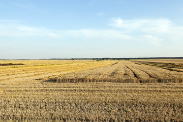 Obraz premium farm field cereals