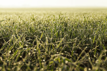 young grass plants, close-up