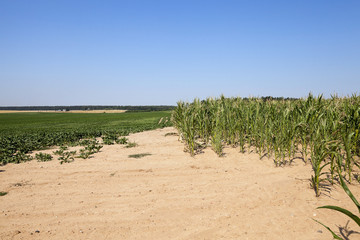 Corn field, summer