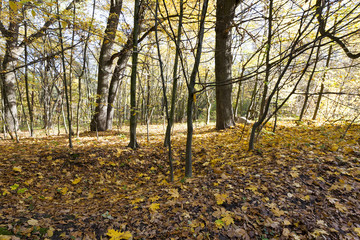 the autumn season