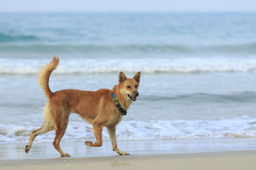 Obrazy na Szkle  pies, zwierzak biegający na plaży morskiej