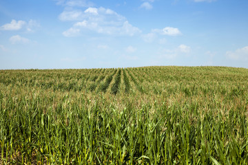 corn field, agriculture