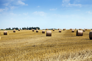 cereal harvest field