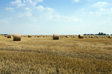 Fototapeta premium cereal harvest, summer