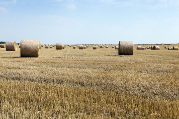 Fototapeta premium cereal harvest field