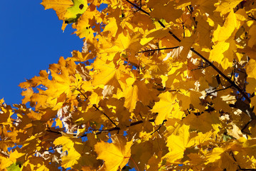 yellowed maple leaves
