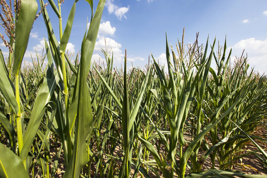 corn field. Summer
