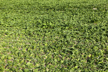 Field with sugar beet