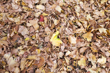 autumn in the park