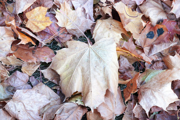 The fallen to the ground