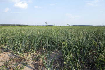 field with green onions