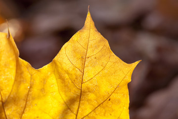 The fallen to the ground