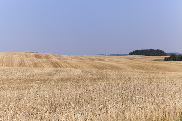 Fototapeta premium Agricultural field with wheat