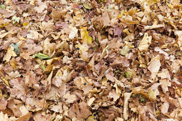 autumn in the park
