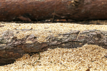 timber. old logs