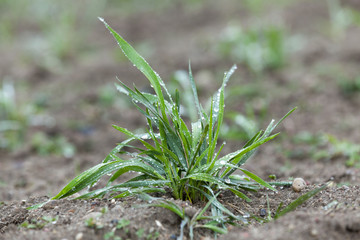 young grass plants, close-up