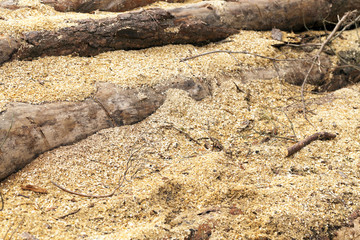 harvested wood, close-up