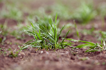 young grass plants, close-up