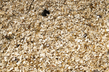 wood shavings. close-up