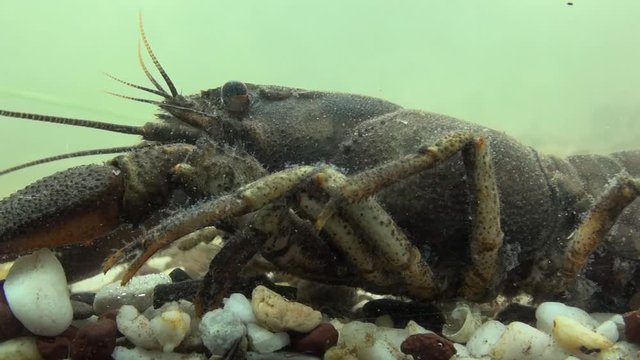 crawfish  - astacus astacus - under water