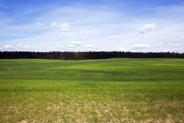 cultivation of cereals. Spring