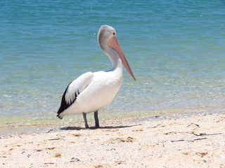 Pelican at the beach