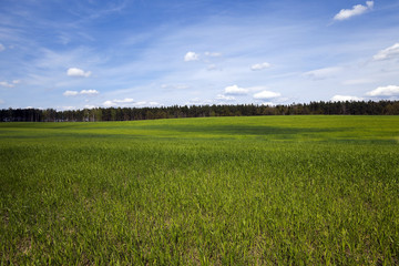 Agriculture. cereals. Spring