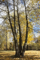 Fototapeta premium yellowing leaves on the trees