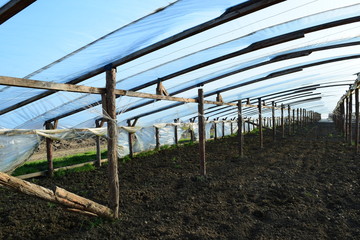 The greenhouse for growing vegetables in greenhouses