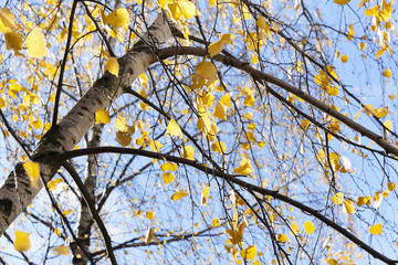 yellow foliage, autumn