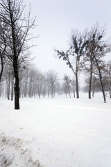 Fototapeta premium trees in winter
