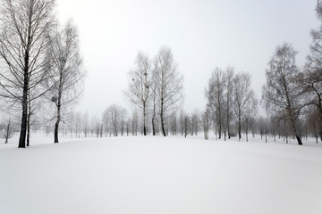 trees in winter