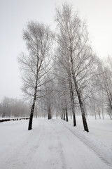 trees in winter