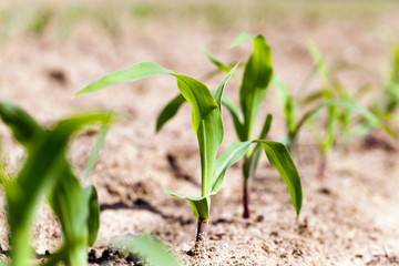corn germ , close up