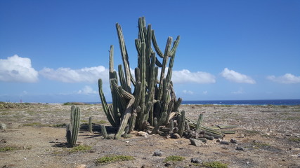 Fototapeta na wymiar Cactuses