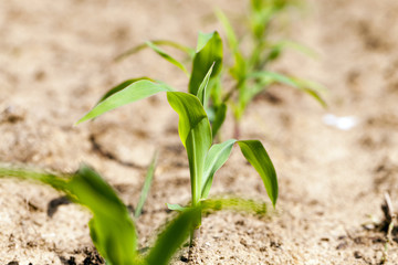 green maize , corn,
