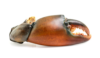  crab claw isolated on white background