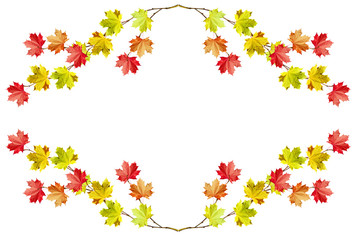 autumn leaves isolated on white background.