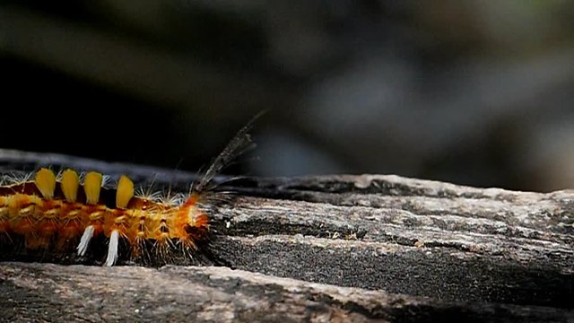 Caterpillar making its way across a tree branch in tropical rain forest.