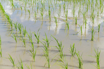 New plant on paddy fields