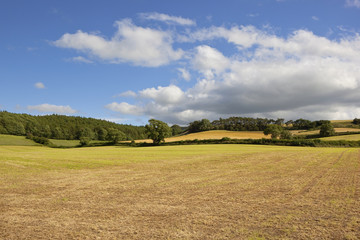 cut hay field in summer