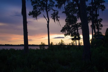 Sunset Behind Tall Palm Trees