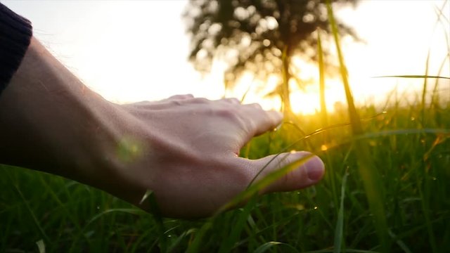 touching green grass field with hand. nature tree background. beautiful light