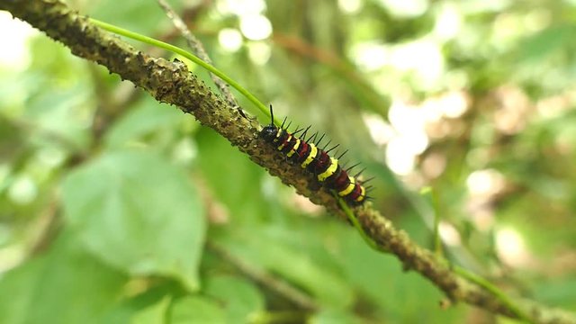 Caterpillar making its way across a tree branch in tropical rain forest.