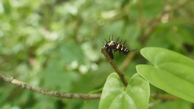 
Caterpillar making its way across a tree branch in tropical rain forest.