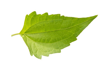 green leaf on the wall background