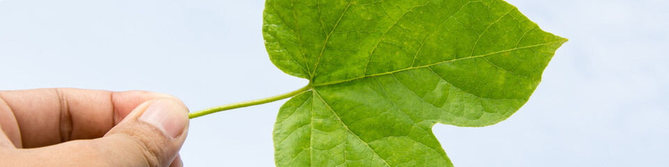 Fototapeta na wymiar green leaf on the wall background