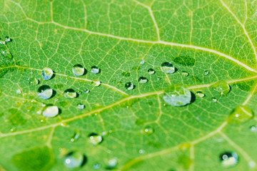 Morning dew on green leaf background